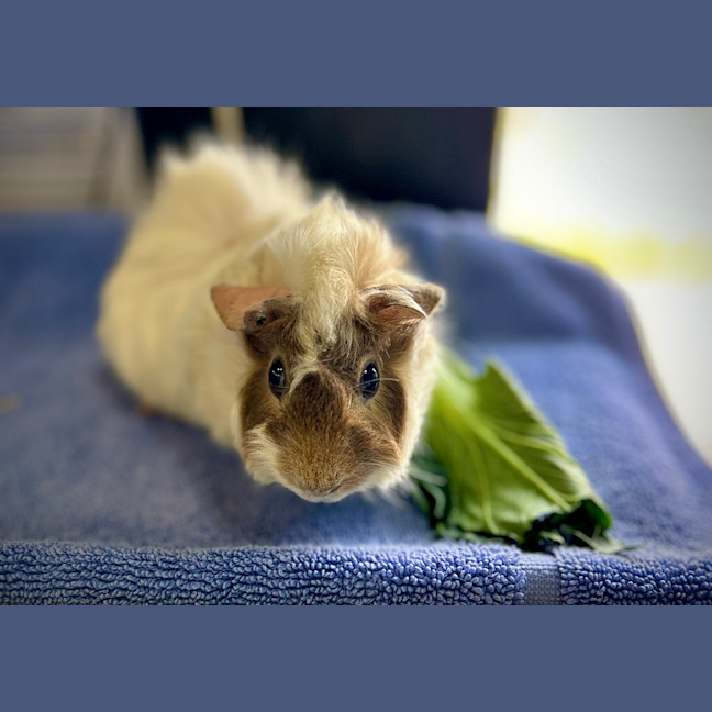 Photo of Cracker