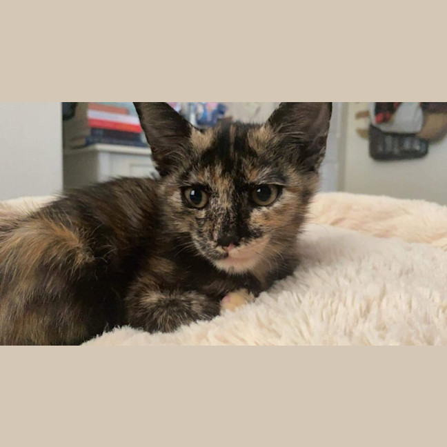 Photo of Narla