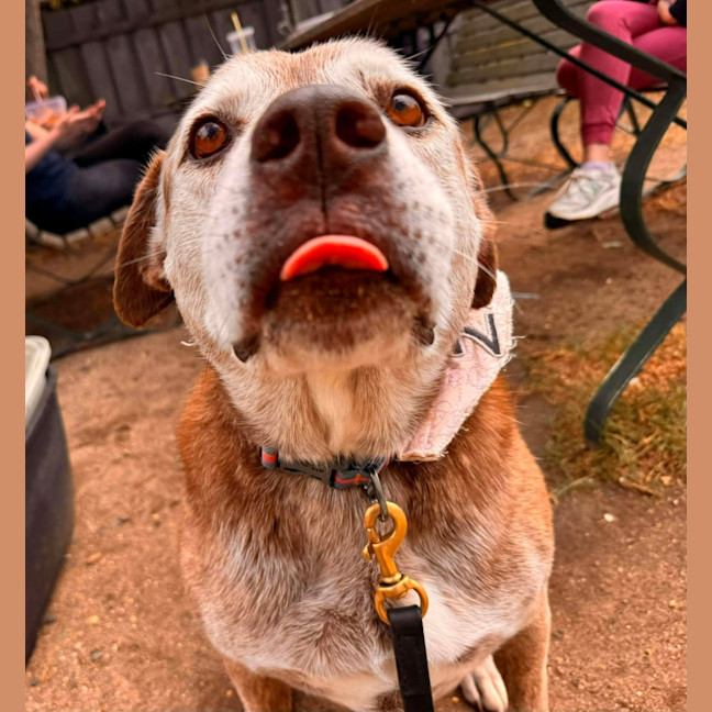 Photo of Zarleigh (66002)