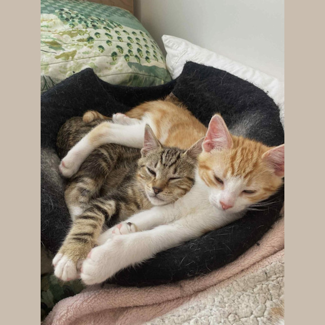 Photo of Maddox & Maverick