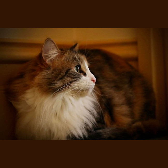 Photo of Mystic 