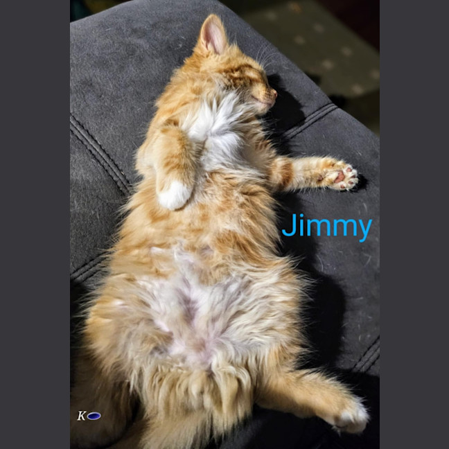 Photo of Jimmy Meet Me @Petstock Carrum Downs Store