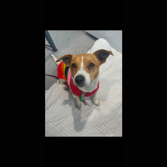 Photo of Archie