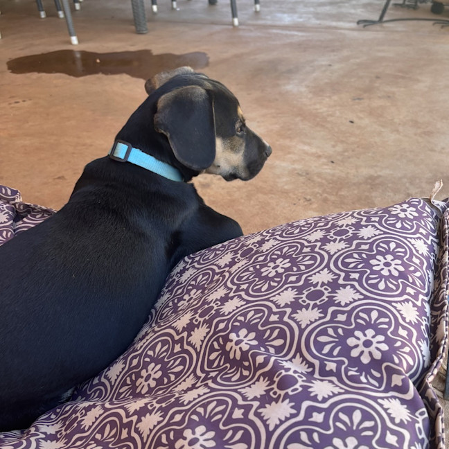 Photo of Roxy