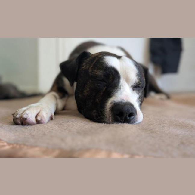 Photo of Benson