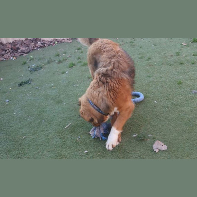 Photo of Atlas