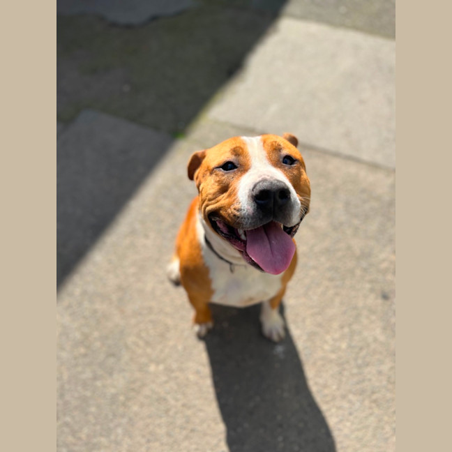 Photo of Brutus