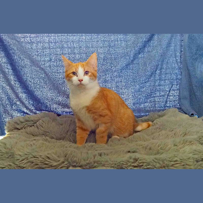 Photo of Chester
