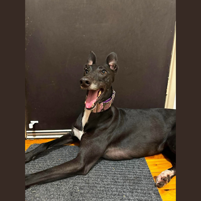 Photo of Violet, The Greyhound