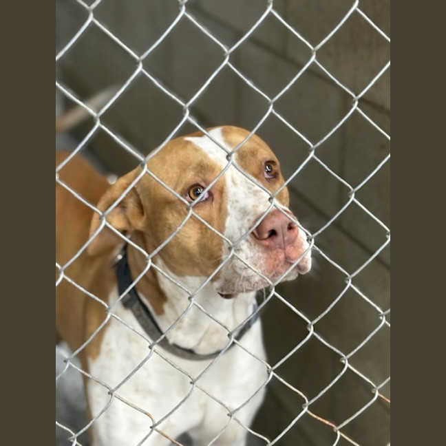 Photo of Rocky *$250 Adoption Fee*