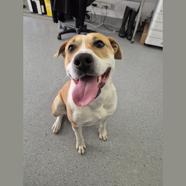 Photo of Butters! 🧈💛