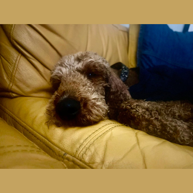 Photo of Ruby