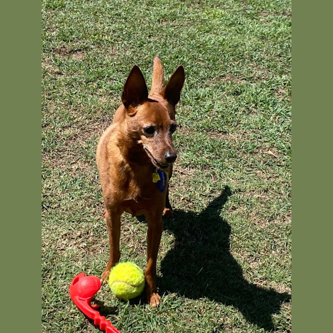 Photo of Nacho