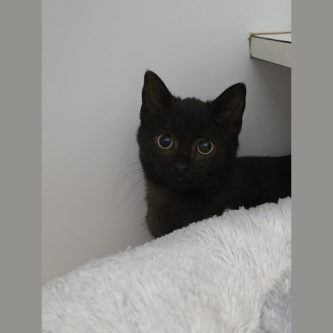 Photo of Ebony