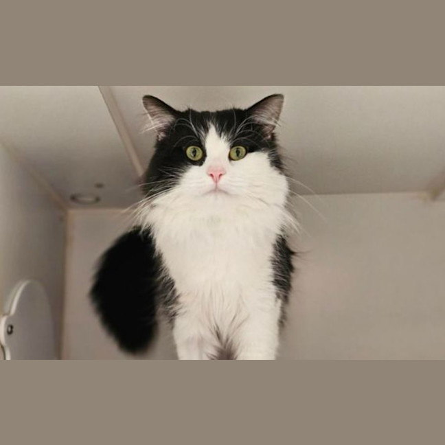 Photo of Ollie