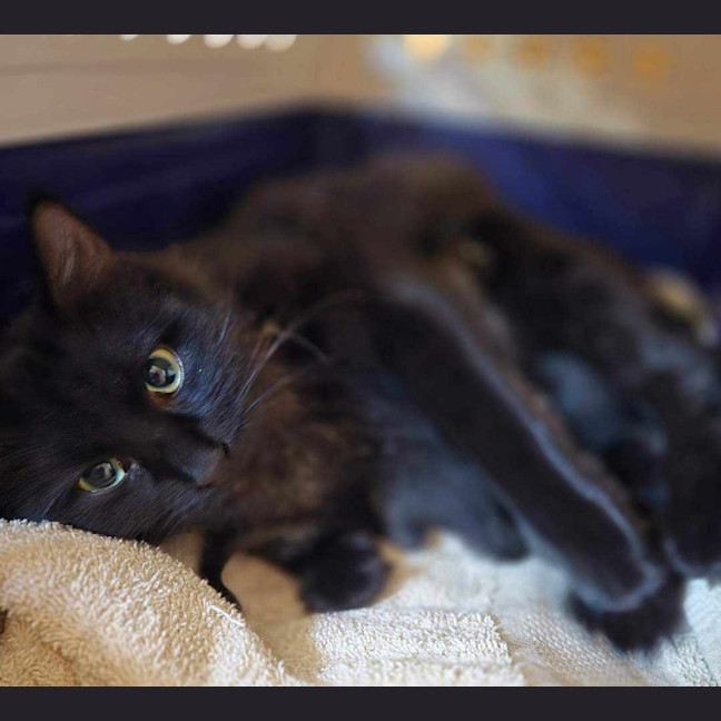 Photo of Lady
