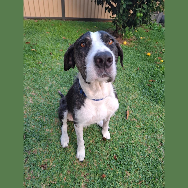 Photo of Murphy *$350 Adoption Fee*