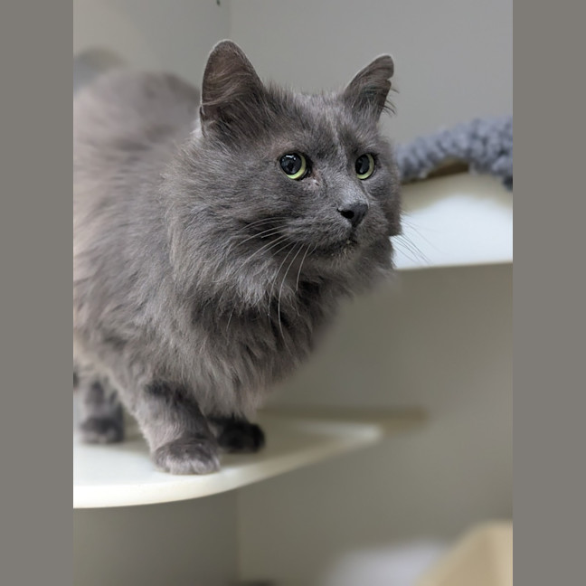 Photo of 🎩 Horatio 6189 🎩