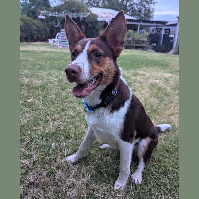 Photo of Jasper