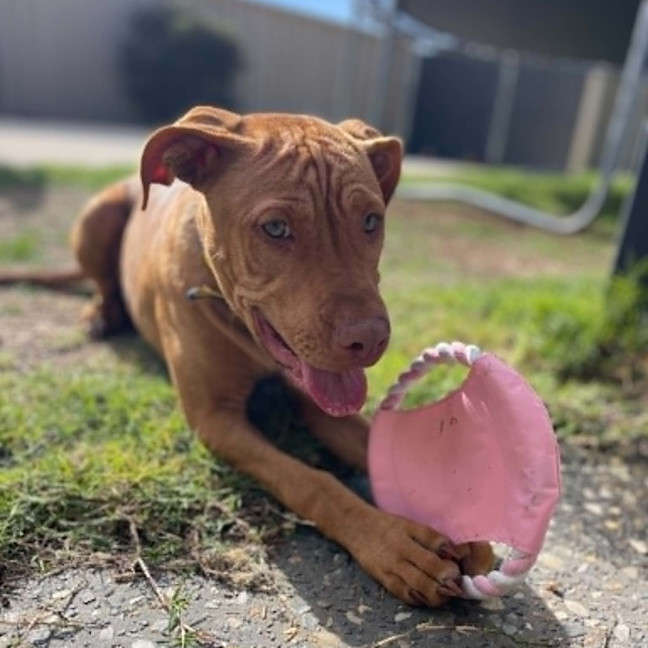 Photo of Lola