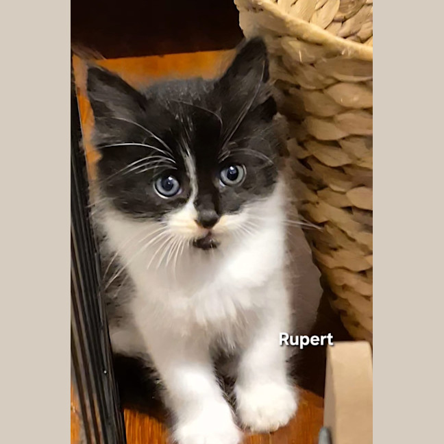 Photo of Rupert 