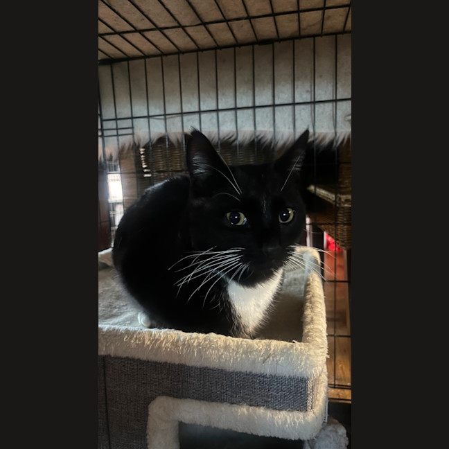 Photo of Sylvester