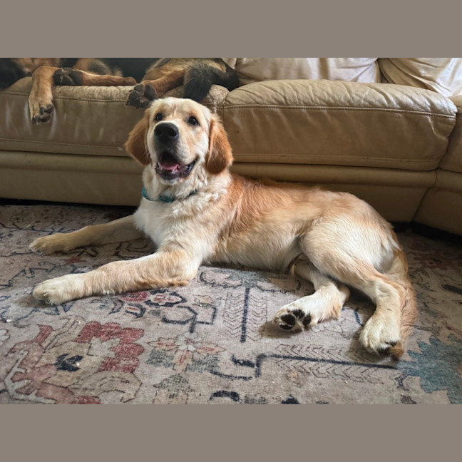 Photo of Milo