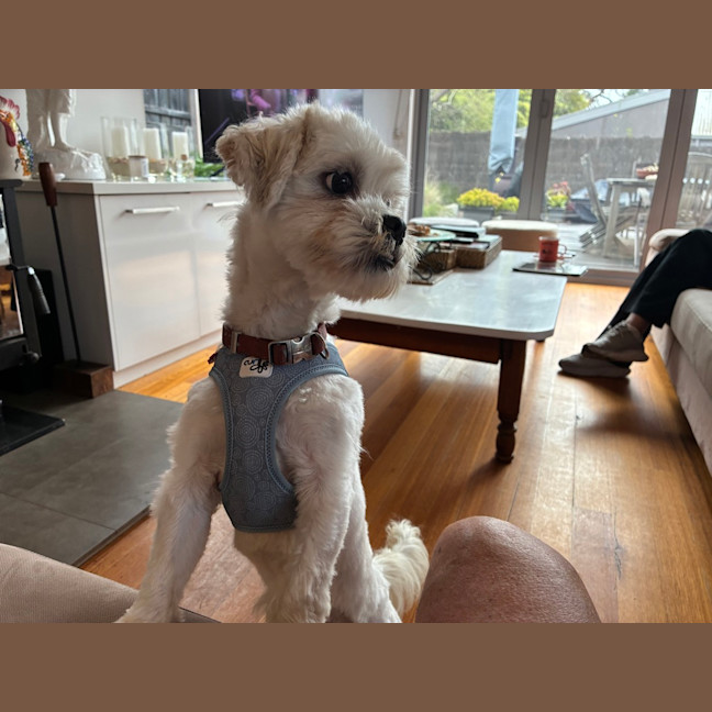 Photo of Biscuit