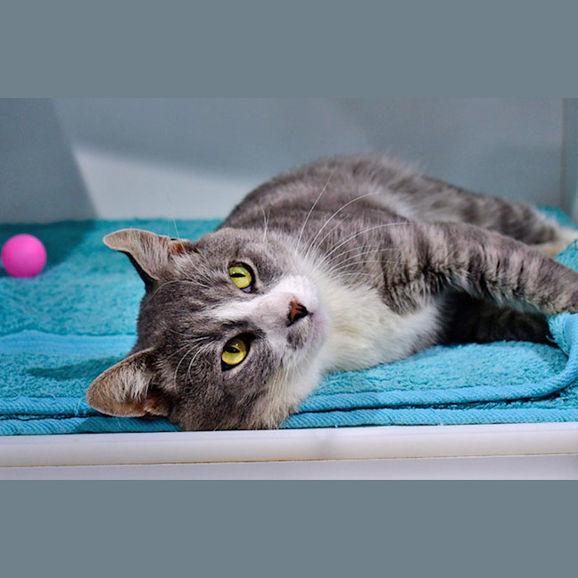 Photo of Squishmallow