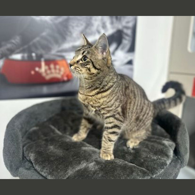 Photo of Ziggy