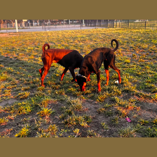 Photo of Ms E. Von Dobermann