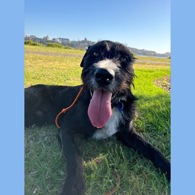 Photo of Zeus   21 Month Old Wolfhound X