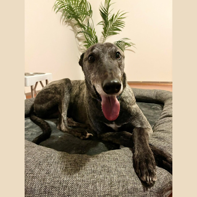 Photo of Jeff, The Greyhound