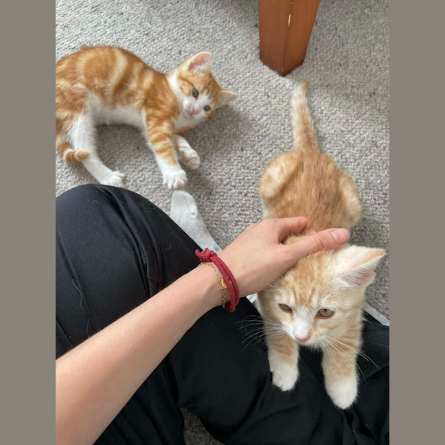 Photo of Macaroni Kitten