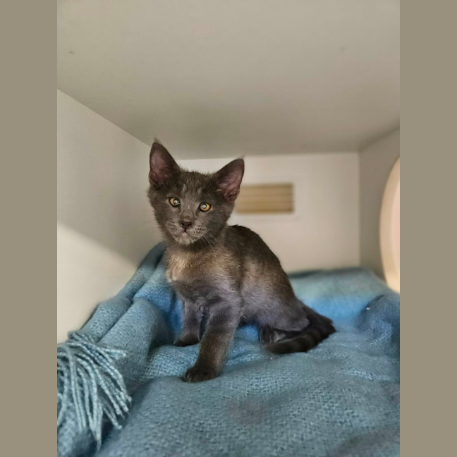 Photo of Wiggles