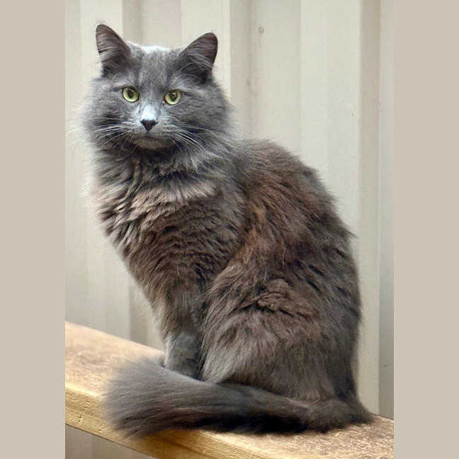 Photo of Anthony (Tony) Pawdain