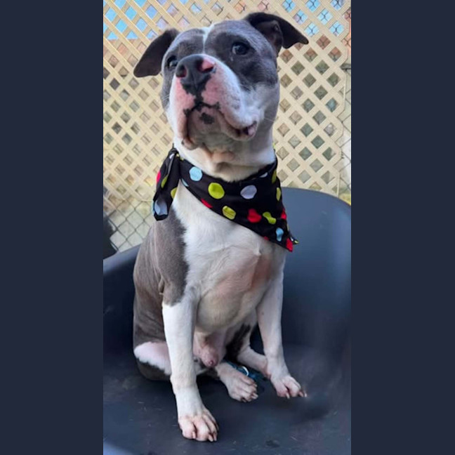 Photo of Tank