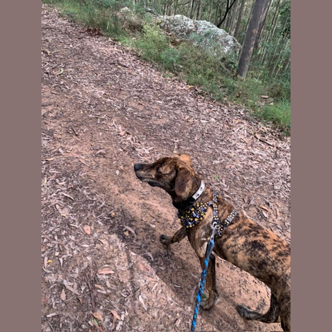 Photo of Buzz   9 Month Old Mixed Breed