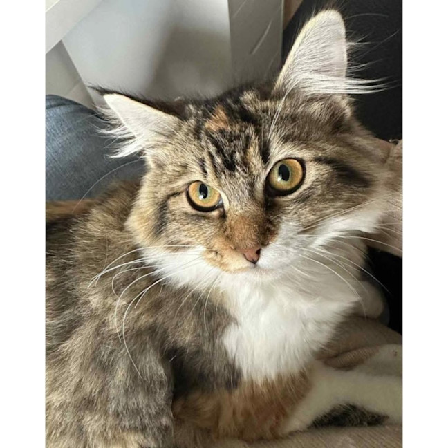 Photo of 12638   Azriel