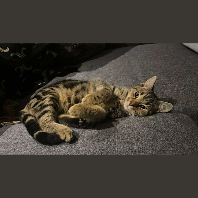 Photo of Jett