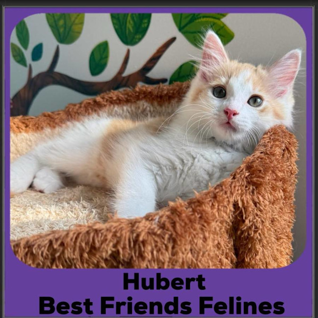 Photo of Hubert 