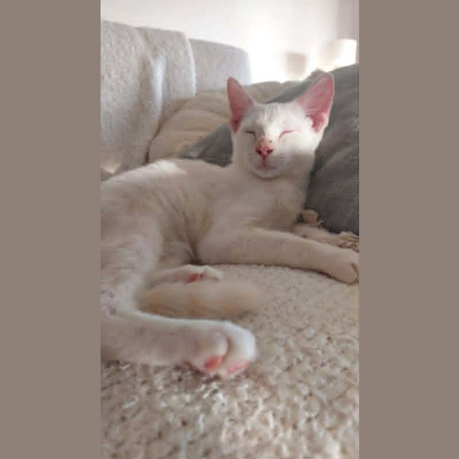 Photo of Lumi