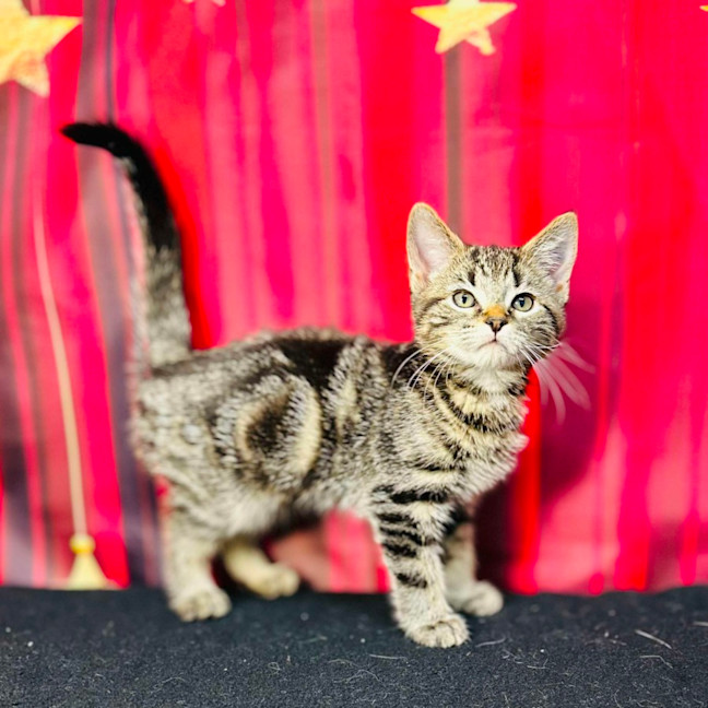 Photo of Pip (Located In Preston) 