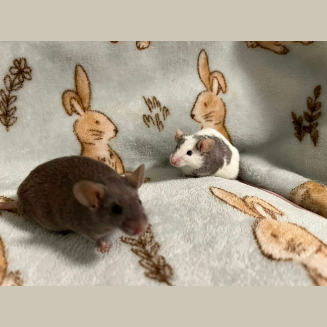 Photo of Hank & Joel