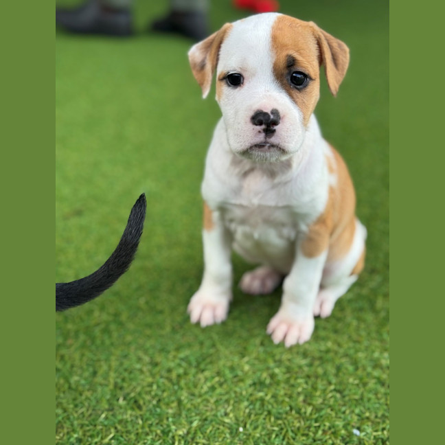 Photo of D1209 Millie