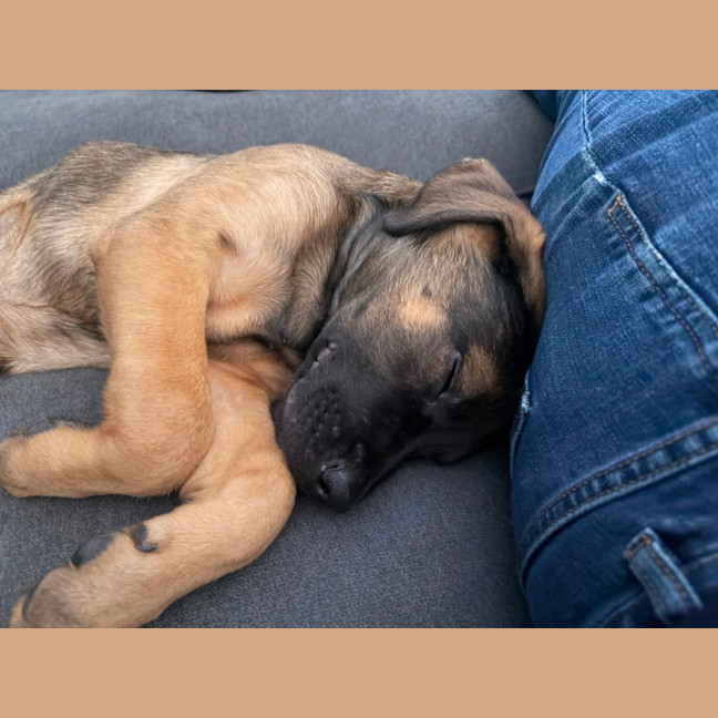 Photo of Lief   12 Week Old German Shepherd X