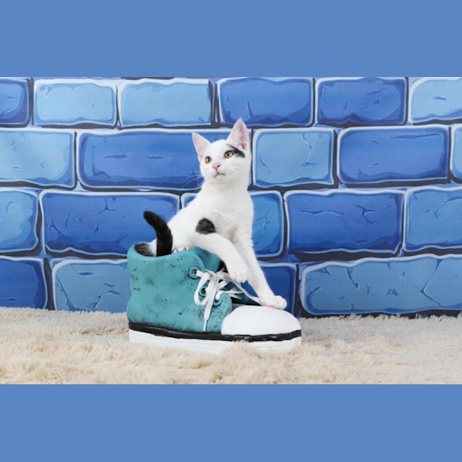 Photo of Mr Biscuits