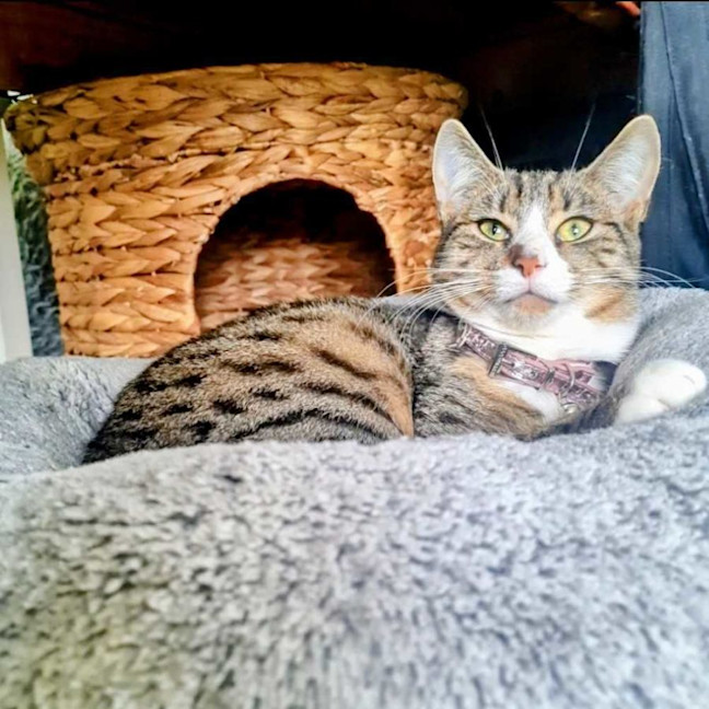Photo of Octavia   Located In Fawkner