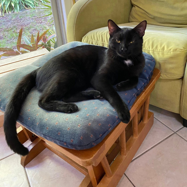 Photo of Hoshi