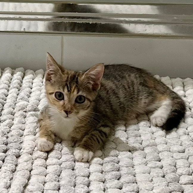 Photo of Ruby